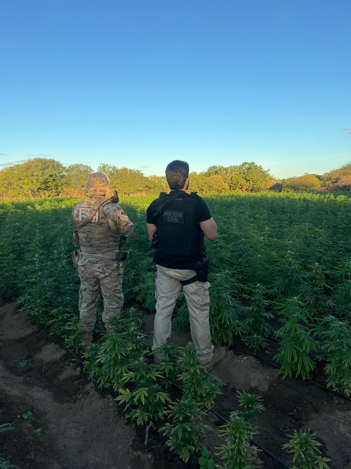 Polícia destrói 56 mil pés de maconha na zona rural de Cabrobó