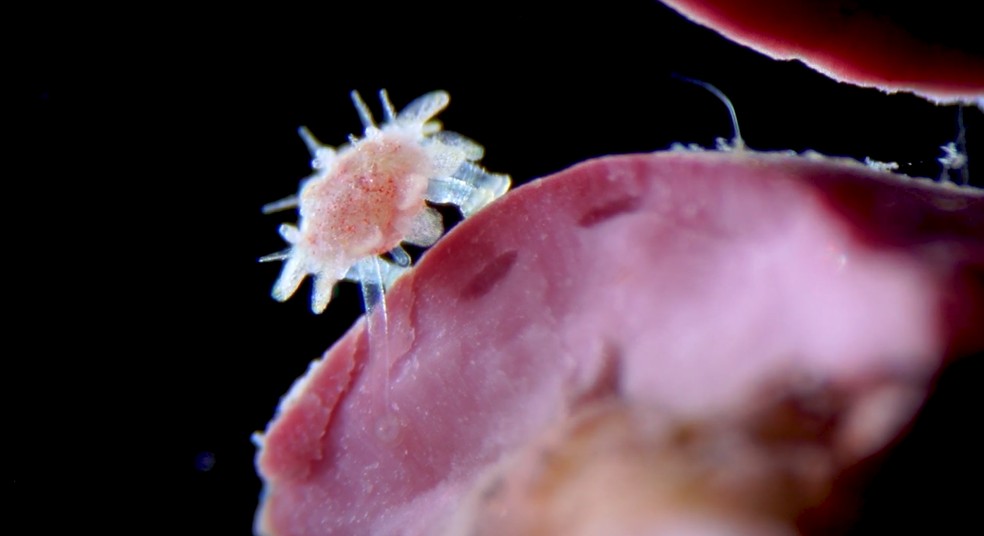Um ouriço-do-mar recém-nascido caminha pelo fundo do mar em registro do brasileiro Álvaro Migotto, da USP. O vídeo garantiu a ele o 5º lugar na Small World in Motion 2025. — Foto: Álvaro Migotto/2025 Small World in Motion Competition/Cortesia