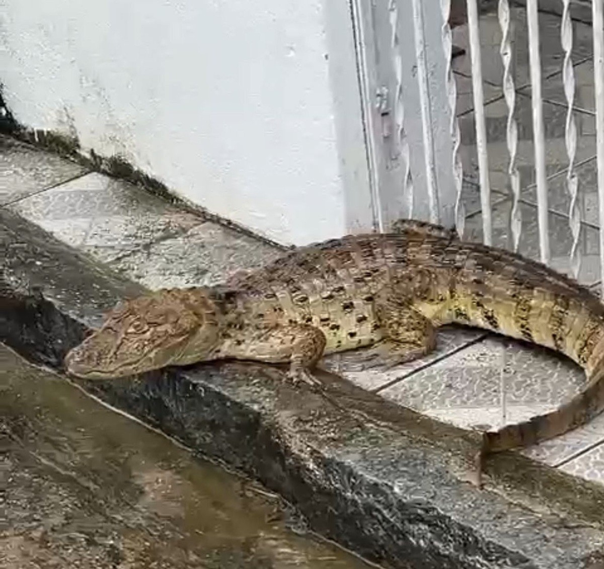 Jacaré aparece na calçada após fortes chuvas e assusta moradores de Barreiros, Zona da Mata de PE