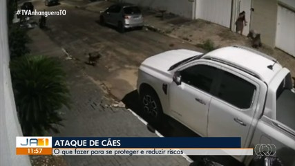 Saiba como agir em situações de ataque de cães e cuidados essenciais para os tutores