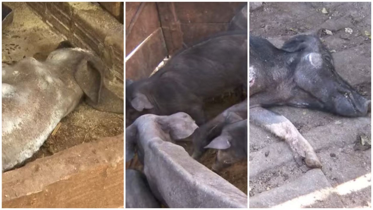 Dono de 142 porcos abandonados sem comida e água é multado em R$ 426 mil; ele é procurado
