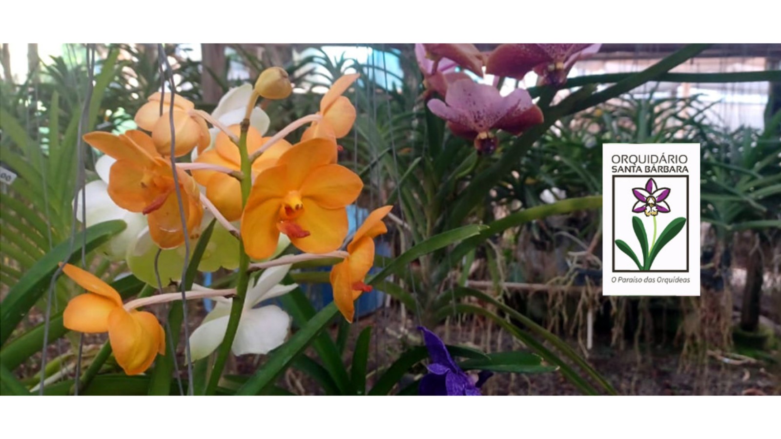 Santa Bárbara d´Oeste recebe o 16º Festival de Orquídeas em 15 e 16 de Agosto