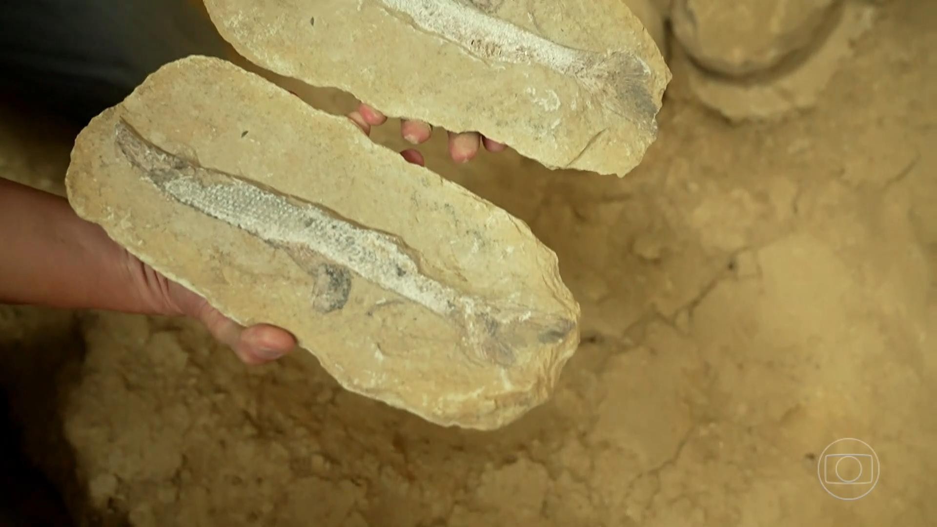 Chapada do Araripe: fósseis descobertos no Cariri ajudam a entender a evolução da vida no planeta; veja VÍDEO