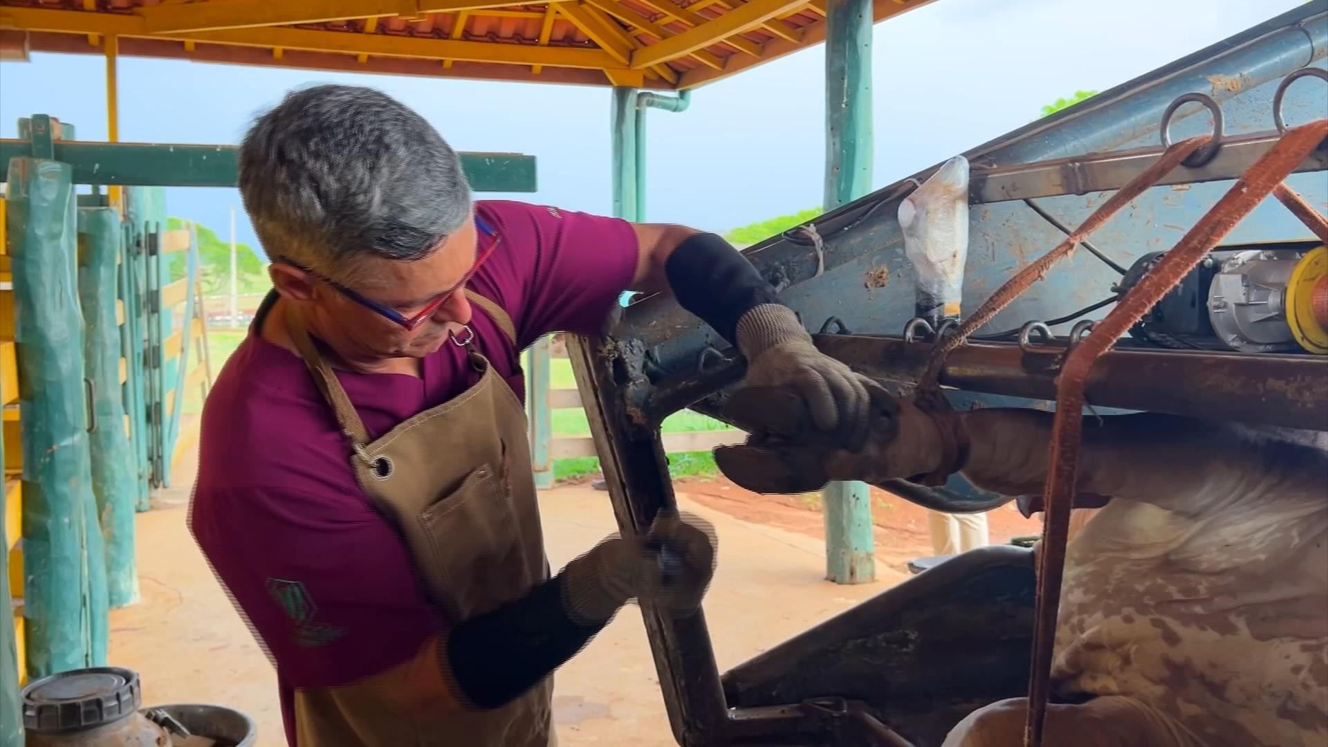 Boiada tem que ter cascos bem cuidados