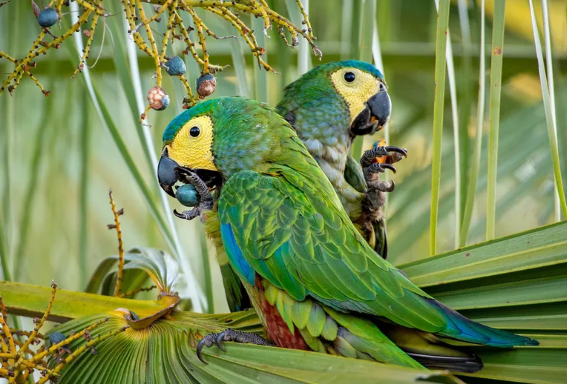 Argentino é levado à delegacia após ser flagrado com ave silvestre em gaiola em MS