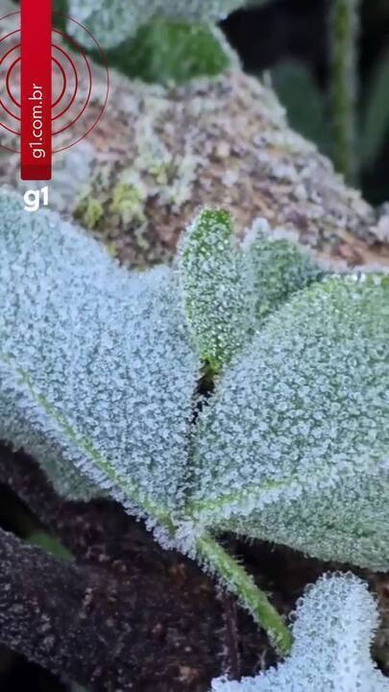 Imagens mostram como foi amanhecer gelado e com temperaturas negativas em SC; VÍDEO