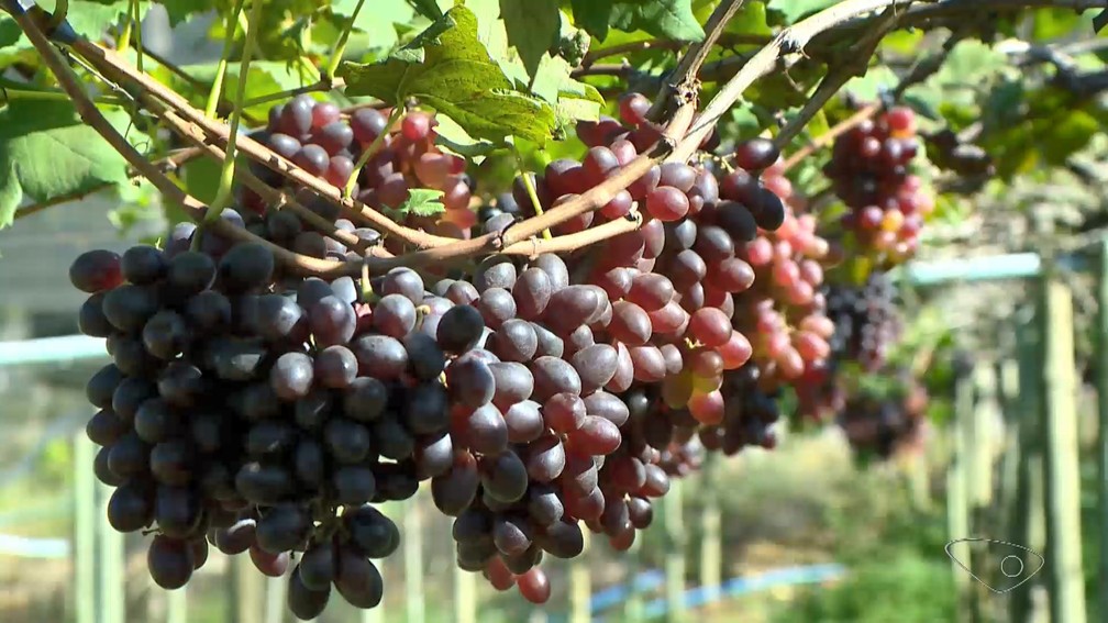 Santa Teresa, no Espírito Santo, se destaca na produção de uvas no estado — Foto: Reprodução/TV Gazeta
