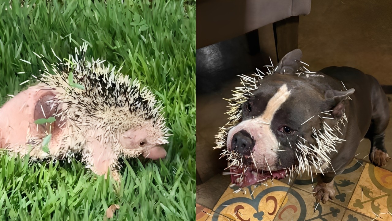 Cachorro fica com rosto coberto por espinhos após confronto com ouriço-cacheiro em MG