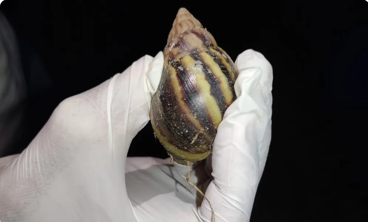 ICMBio promove mutirão para capturar caramujo-africano em Fernando de Noronha