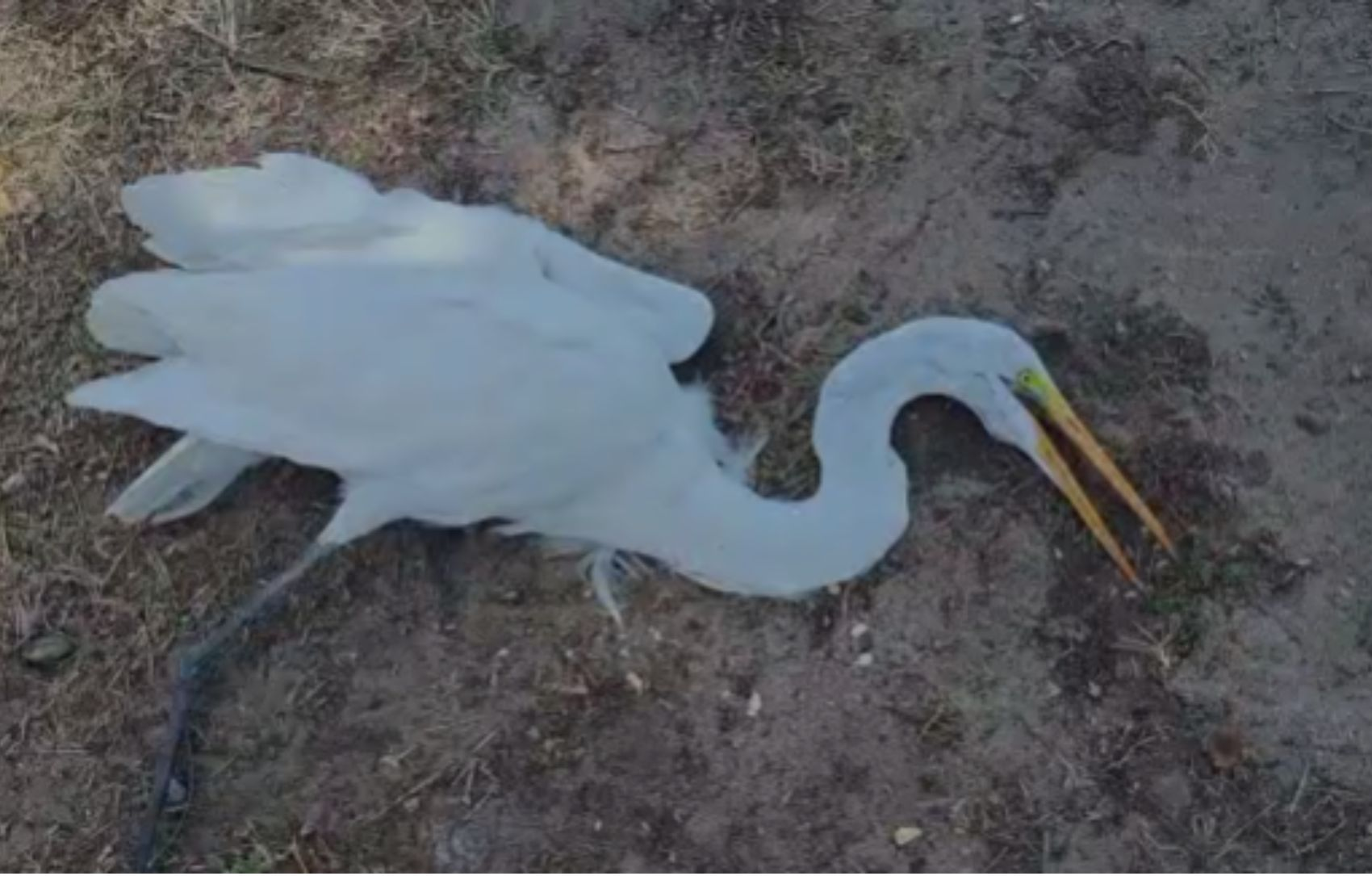 VÍDEO: Garça debilitada é encontrada na região dos lagos na orla de Aracaju