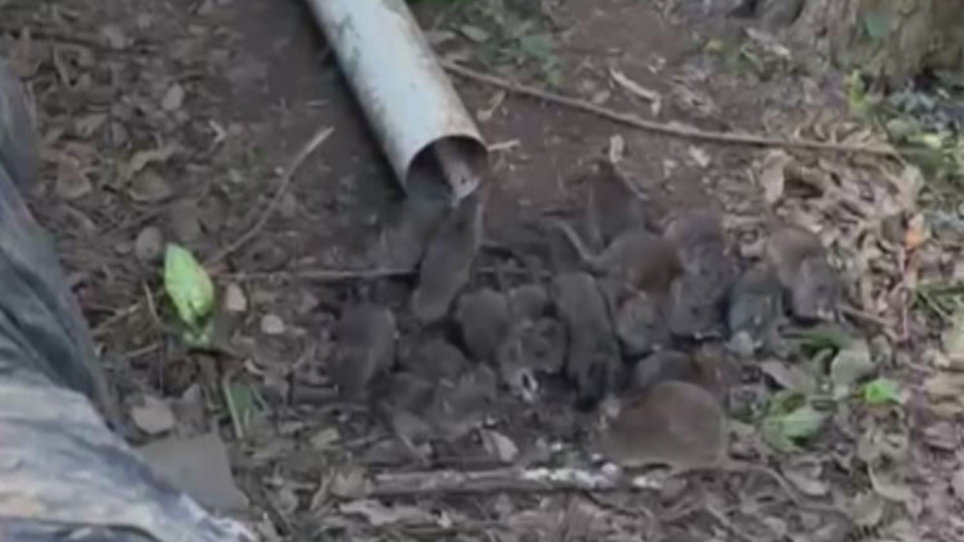 VÍDEO: Infestação de ratos assusta moradores de cidade da Serra gaúcha; animais chegaram a danificar calçada