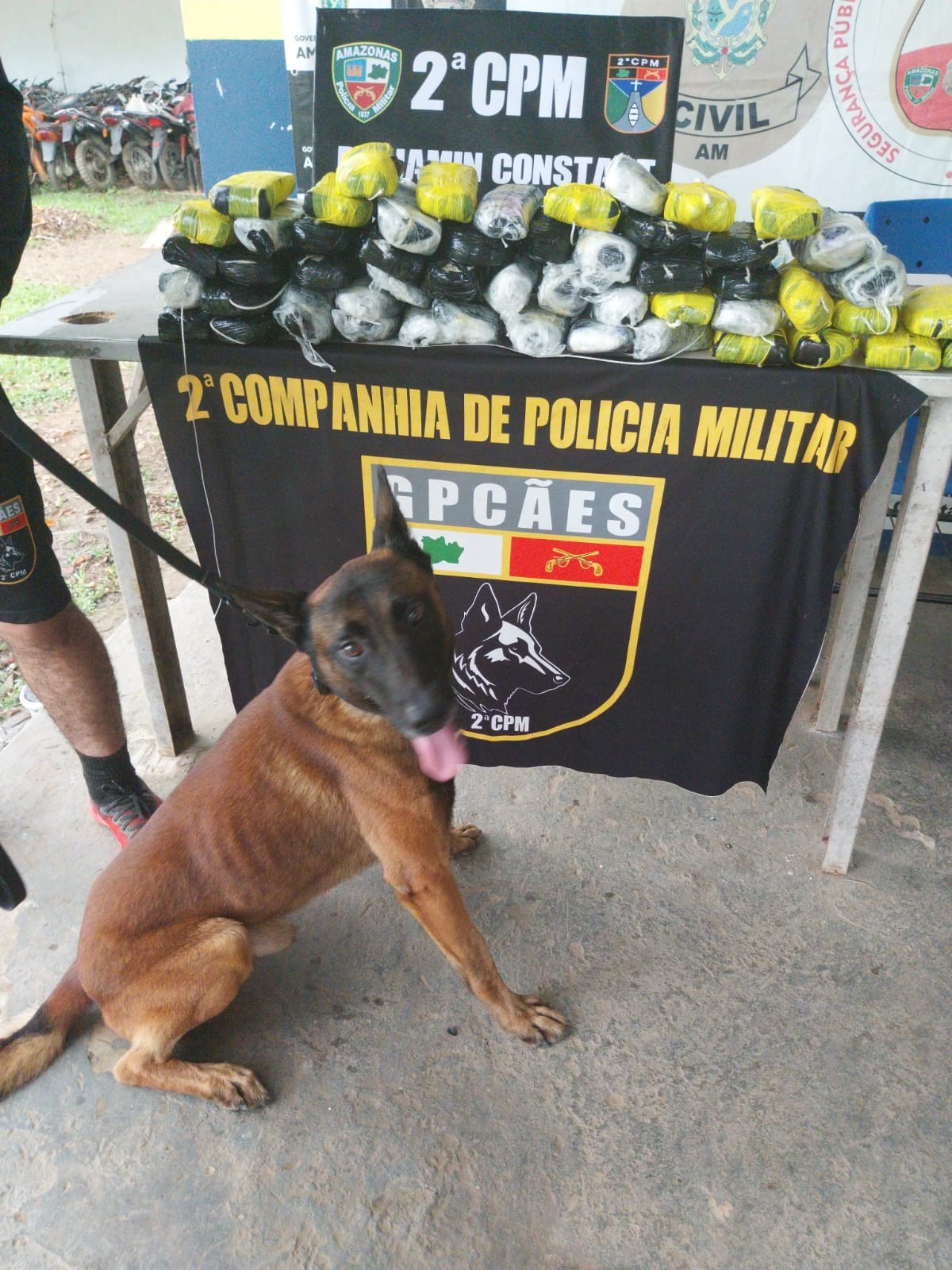 Cão farejador ajuda PM a localizar pasta base de cocaína escondida em mala em barco no AM