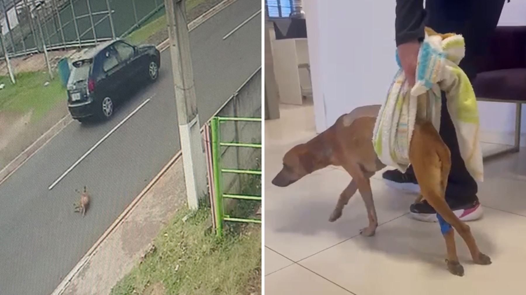 Desconhecidos se unem para salvar 'Caramelo' atropelado e deixado à beira da morte, no Paraná; cachorro ficou paraplégico