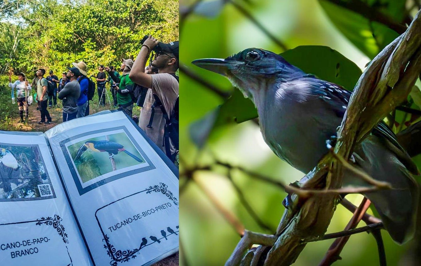 'Vem passarinhar' convida público para imersão na natureza da ilha do Combu