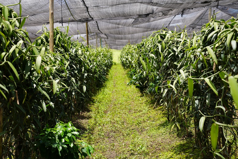 Plantação de mais de 2 mil vanillas em Itapetinga, sul da Bahia — Foto: Miguel Folco/g1