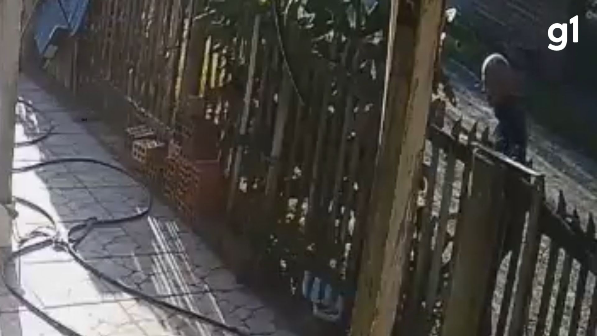 Homem é preso após agredir cachorro com pedaço de madeira no Litoral Norte