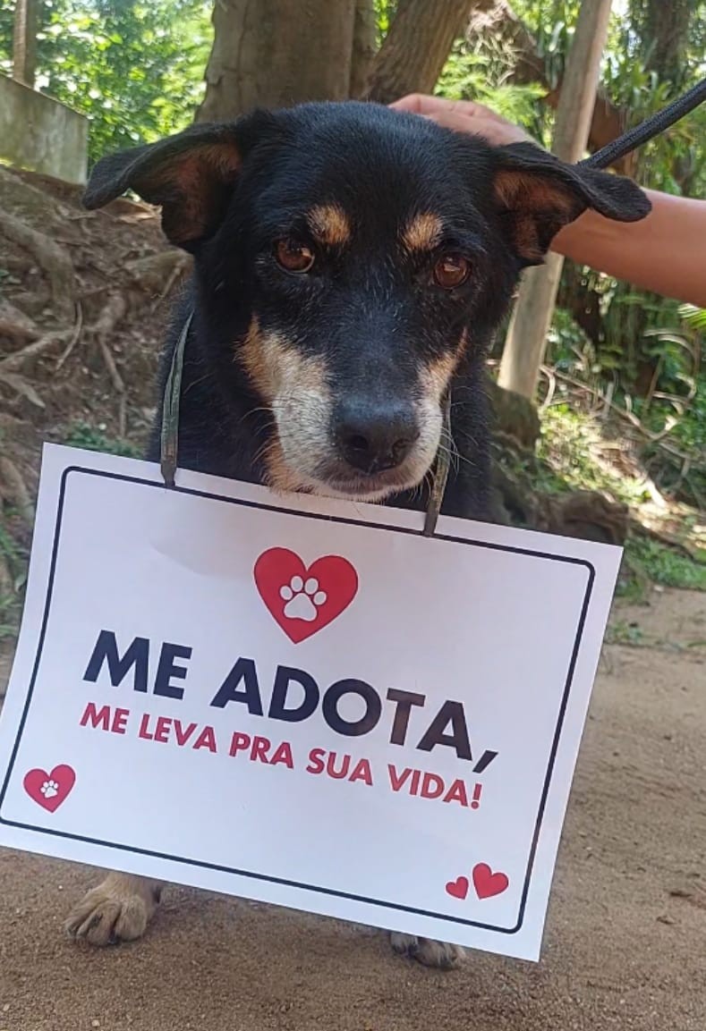 Prefeitura do Rio promove evento para  voluntários cuidarem de pets abandonados e faz live de adoção