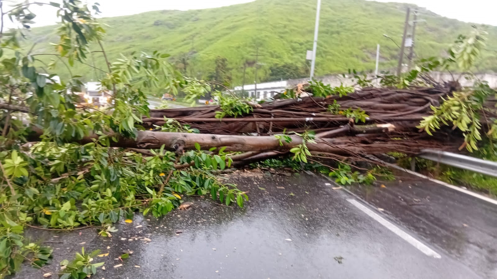 VÍDEO: Árvore cai e fecha dois sentidos da Via Dutra, em Barra Mansa