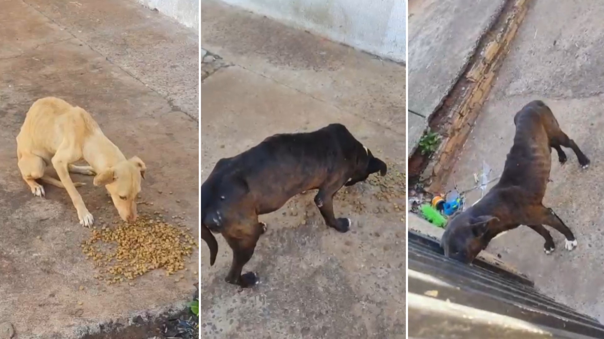 Família abandona três cães ao deixar casa em Rio Preto após suspeita de abuso sexual contra adolescentes