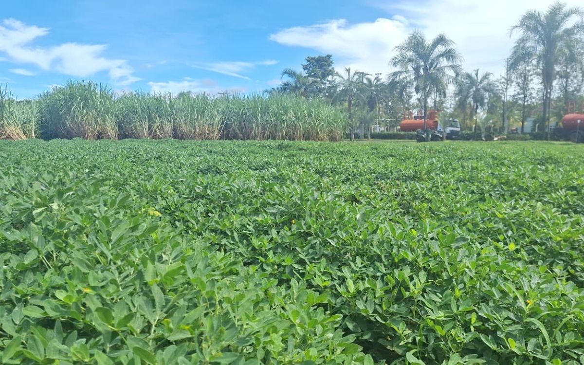 Megacana Tech Show abre ciclo 2026 com 1º Meeting focado em Cana e Amendoim