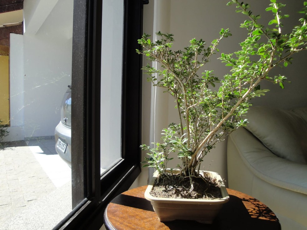 Bonsai próximo a janela — Foto: Gaspar Yamasaki