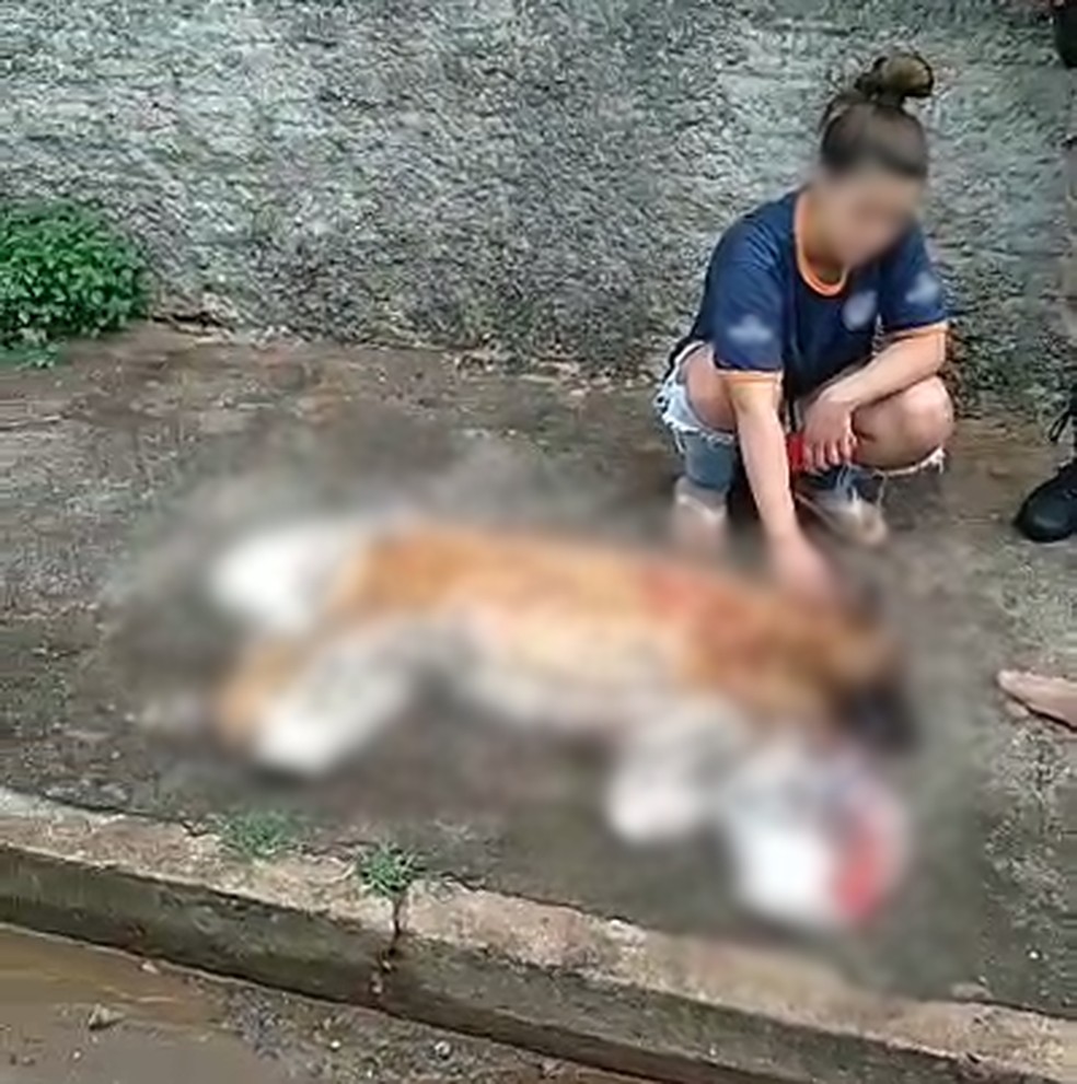 Corpo da cadela Pandora, morta à tiros por PM, em uma calçada — Foto: Arquivo Pessoal
