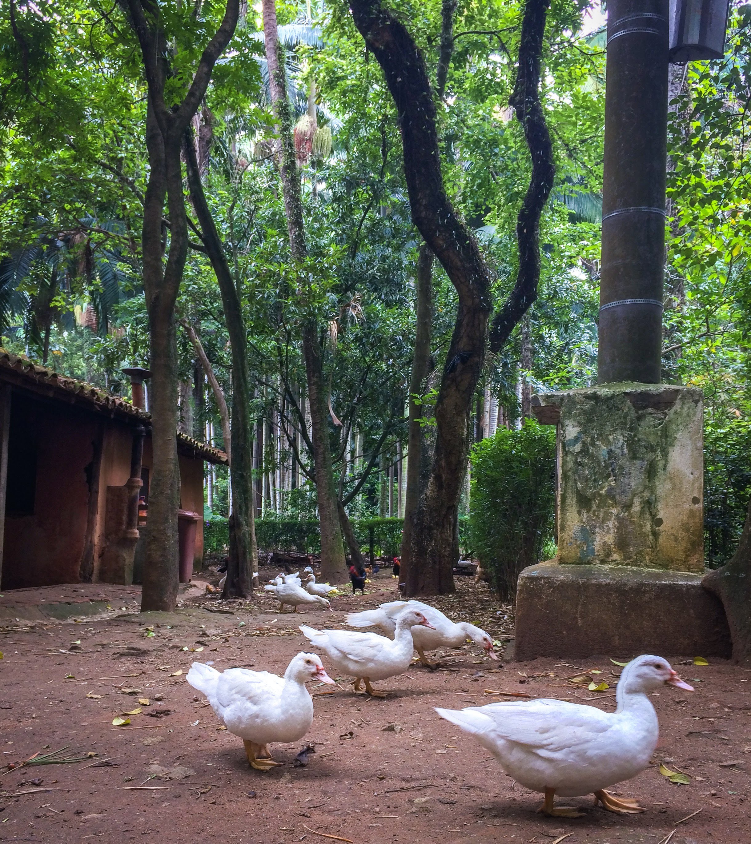 Parque da Água Branca, na Zona Oeste de SP, quer doar 2,6 mil galinhas, patos e gansos para controlar superpopulação de aves