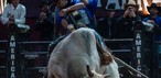 Alisson de Souza montou o touro Relíquia da Patroa no Round Final e conquistou o título da etapa da PBR da Festa do Peão de Americana, neste domingo (7) — Foto: Thomaz Marostegan