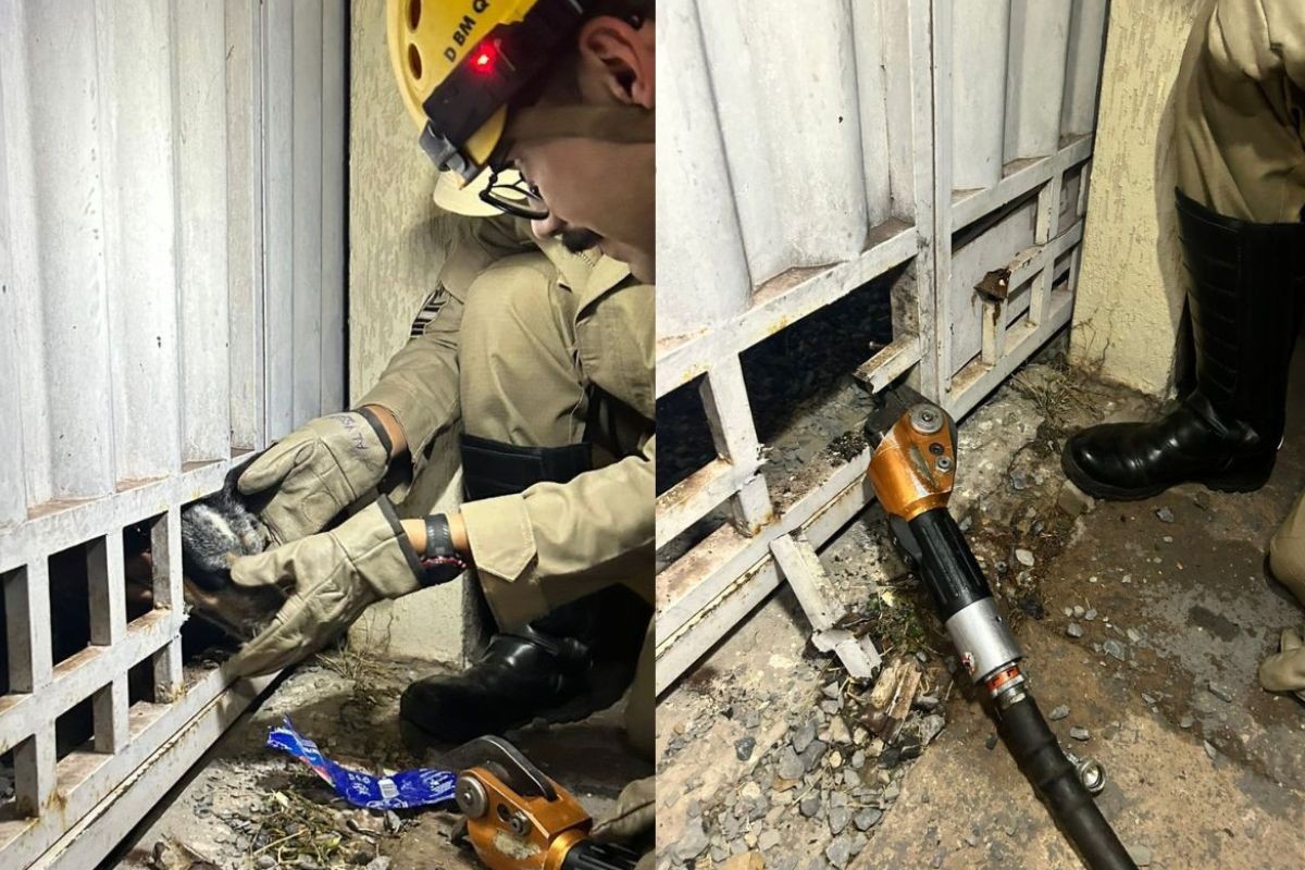 Cachorro fica com a cabeça presa em portão e é resgatado por bombeiros em MS