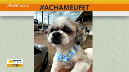 Acha Meu Pet: saiba como informar o paradeiro de um animal desaparecido