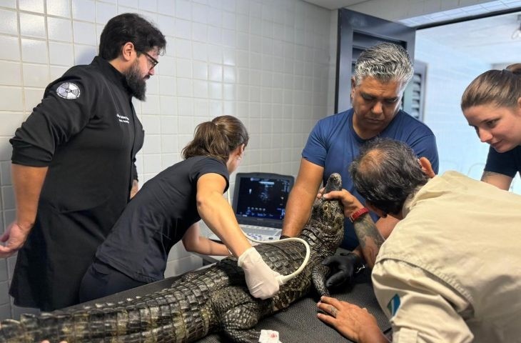 Ultrassom em jacaré? Bioparque realiza check-up completo nos animais em MS