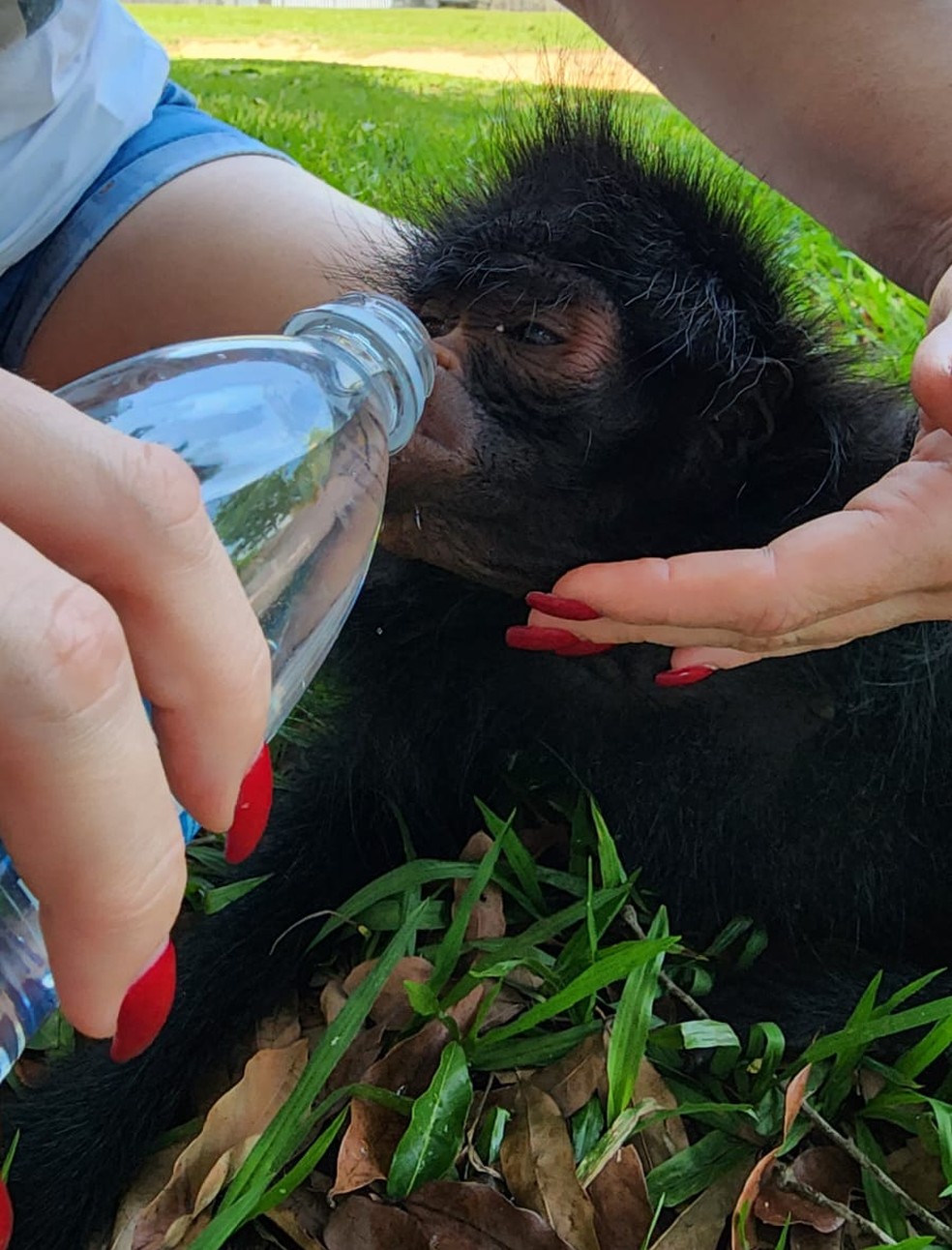 Macaco-aranha resgatado após ser atropelado em Alta Floresta precisa de  transferência - Nativa News
