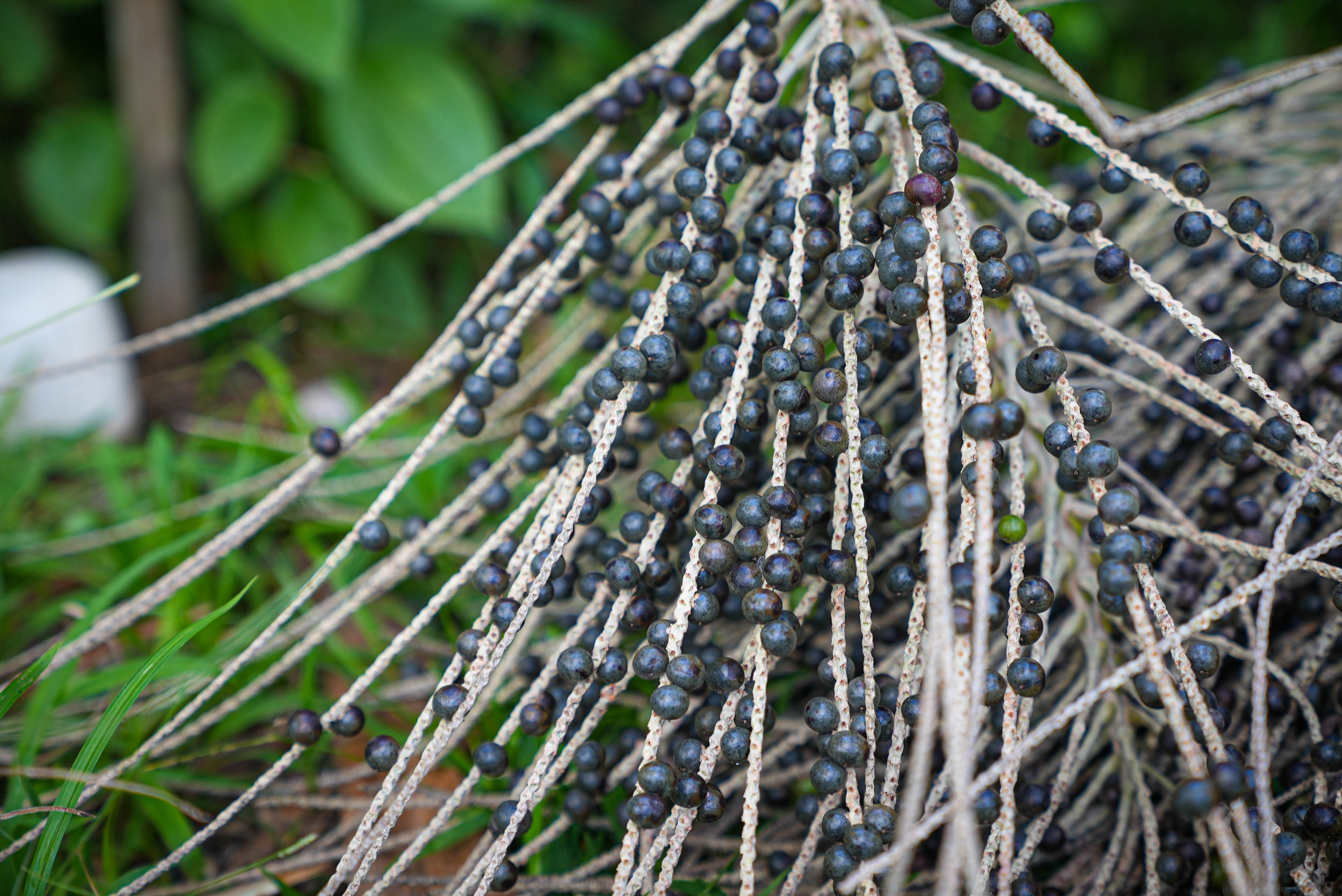 Feijó é nomeada a 'capital do açaí' no Acre