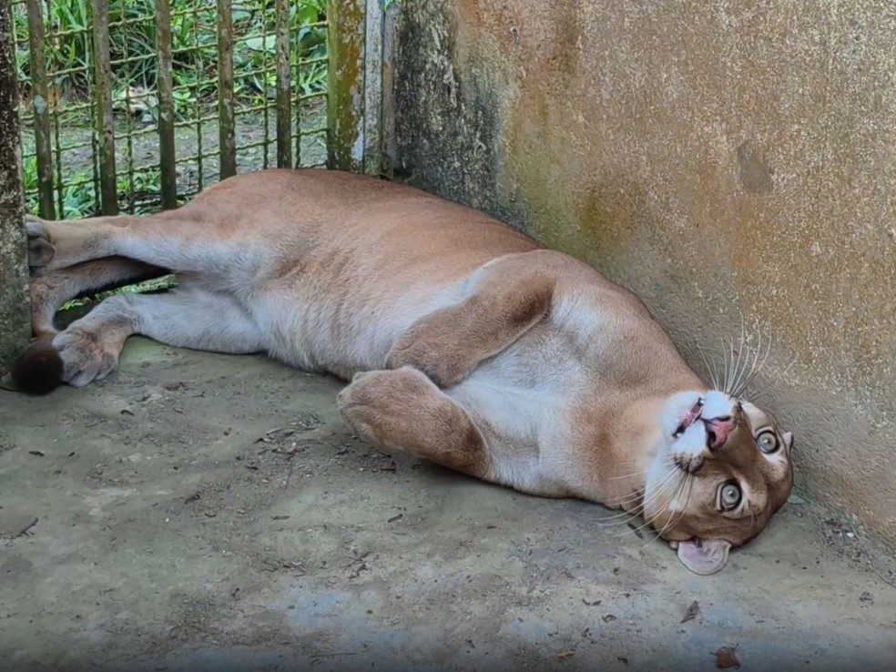 Animal chegou em Rio Branco na  segunda-feira (21), por volta das 23h — Foto: Reprodução/Rede Amazônica