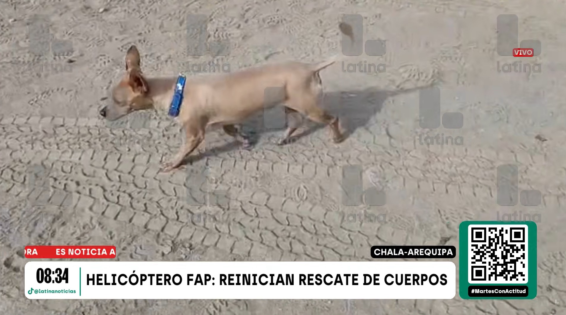 Cachorro sobrevive à queda de helicóptero que matou 15 pessoas no Peru