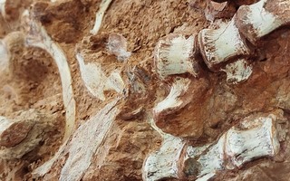 Chuva no RS revela fóssil quase completo de dinossauro de mais de 200 milhões de anos