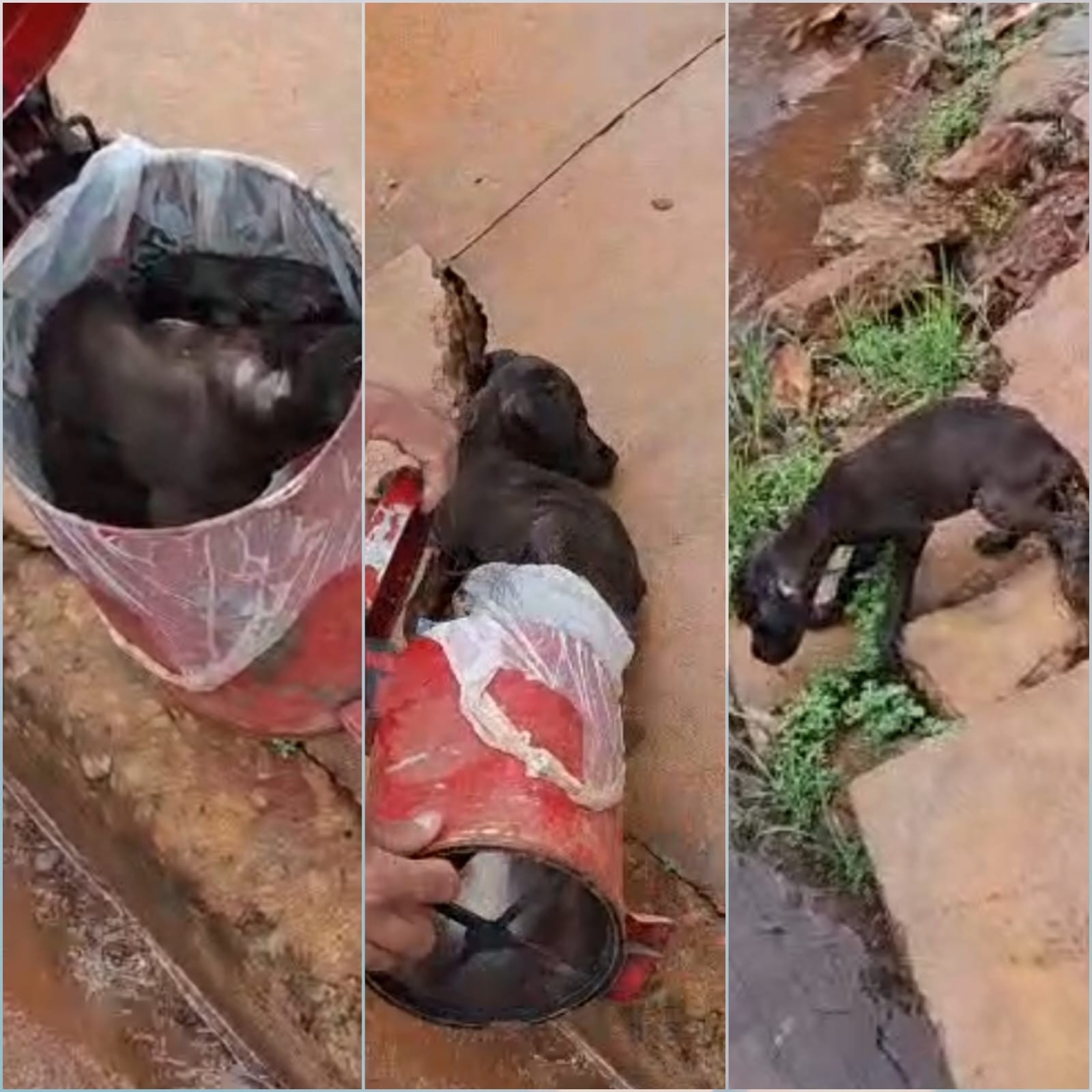 Cachorro preso em lata dentro do caminhão de lixo é resgatado após coletores ouvirem latido abafado em MT; vídeo