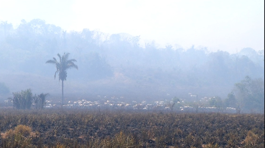 Gado fica desnorteado e 'andando nas cinzas' após incêndio devastar zona rural de cidade no Tocantins 