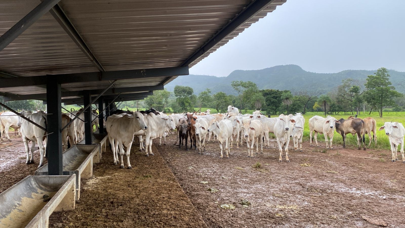 Cabeças gado avaliadas em R$ 93 mil são devolvidas ao proprietário após furto em fazenda