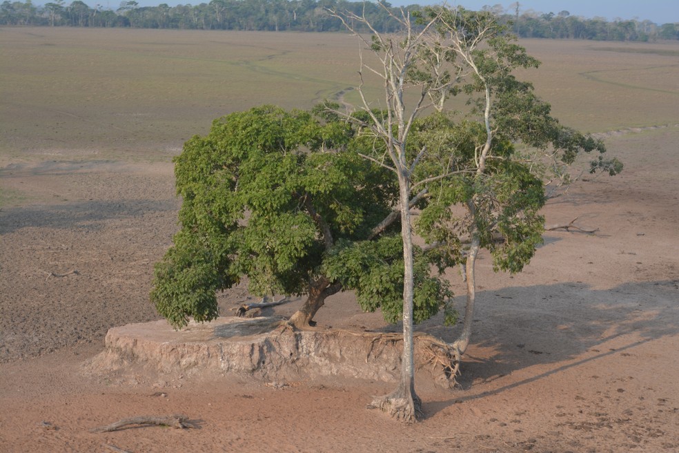 Redução e mudança de composição na biomassa vegetal dr reservas ambientais de RO  — Foto: Acervo NGI Cautário-Guaporé