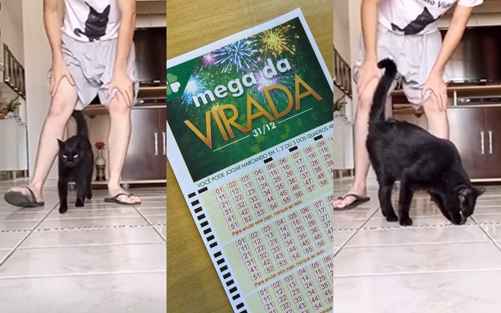 ‘Gato vidente’ conhecido por cravar resultados de futebol prevê números da Mega da Virada — Foto: Redes sociais