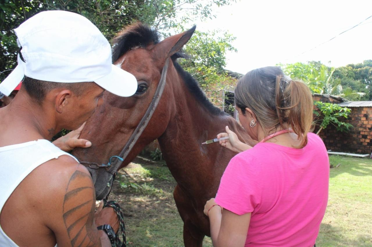 Cavalos usados em charretes na ilha de Maiandeua, no PA, recebem vacinação e atendimento veterinário