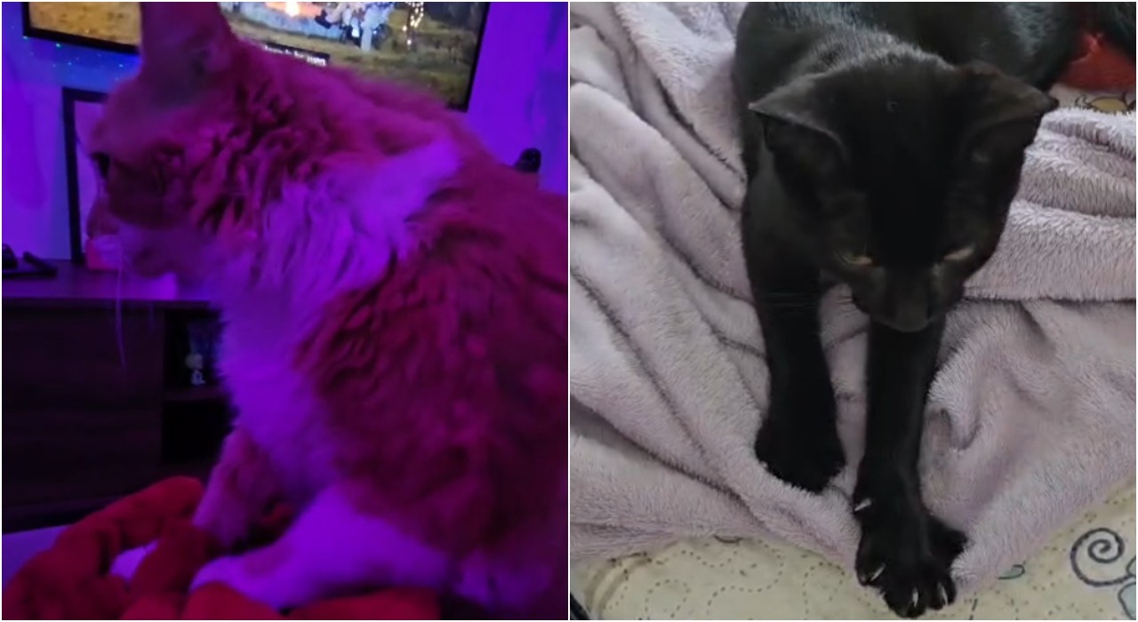Por que gatos 'amassam pãozinho'? Hábito tem relação com estímulo ao leite materno; entenda