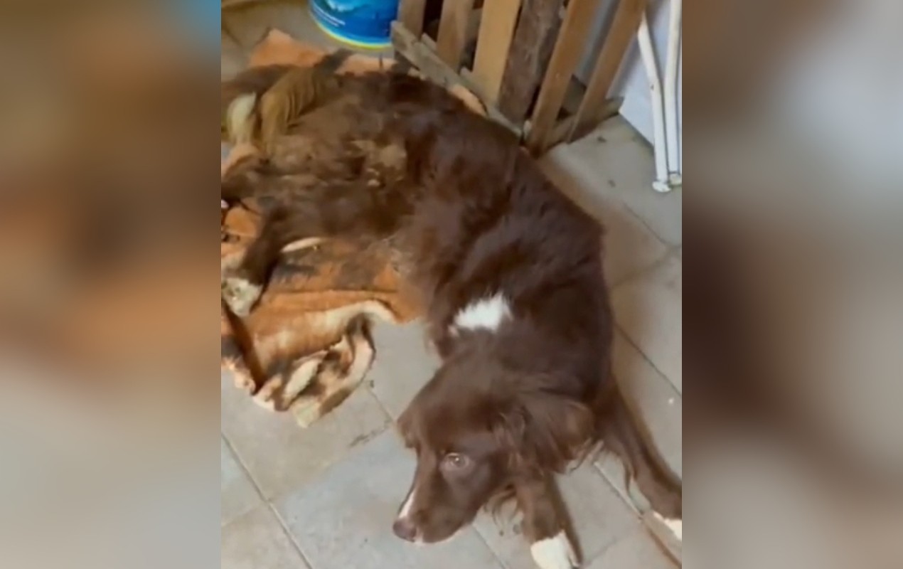 Dois cães são encontrados em porão e resgatados em situação de maus-tratos no interior de SP