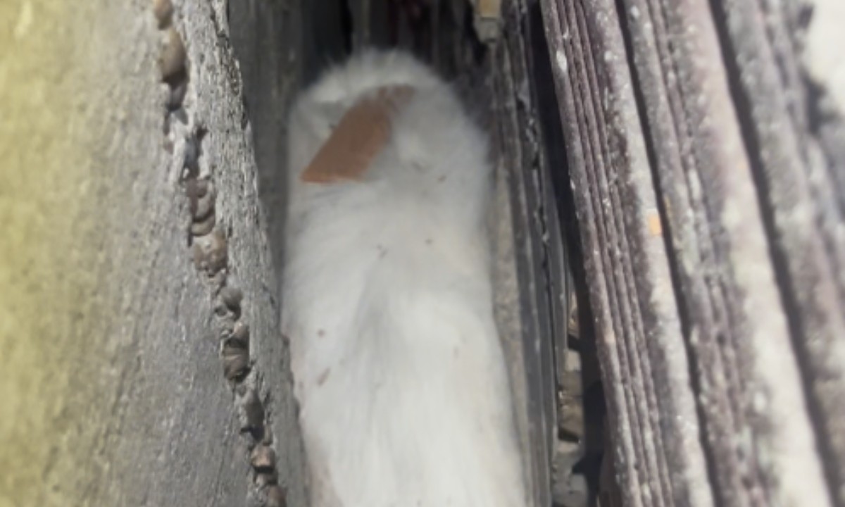 Gato é resgatado pelos Bombeiros após ficar preso entre duas paredes em Manaus; VÍDEO