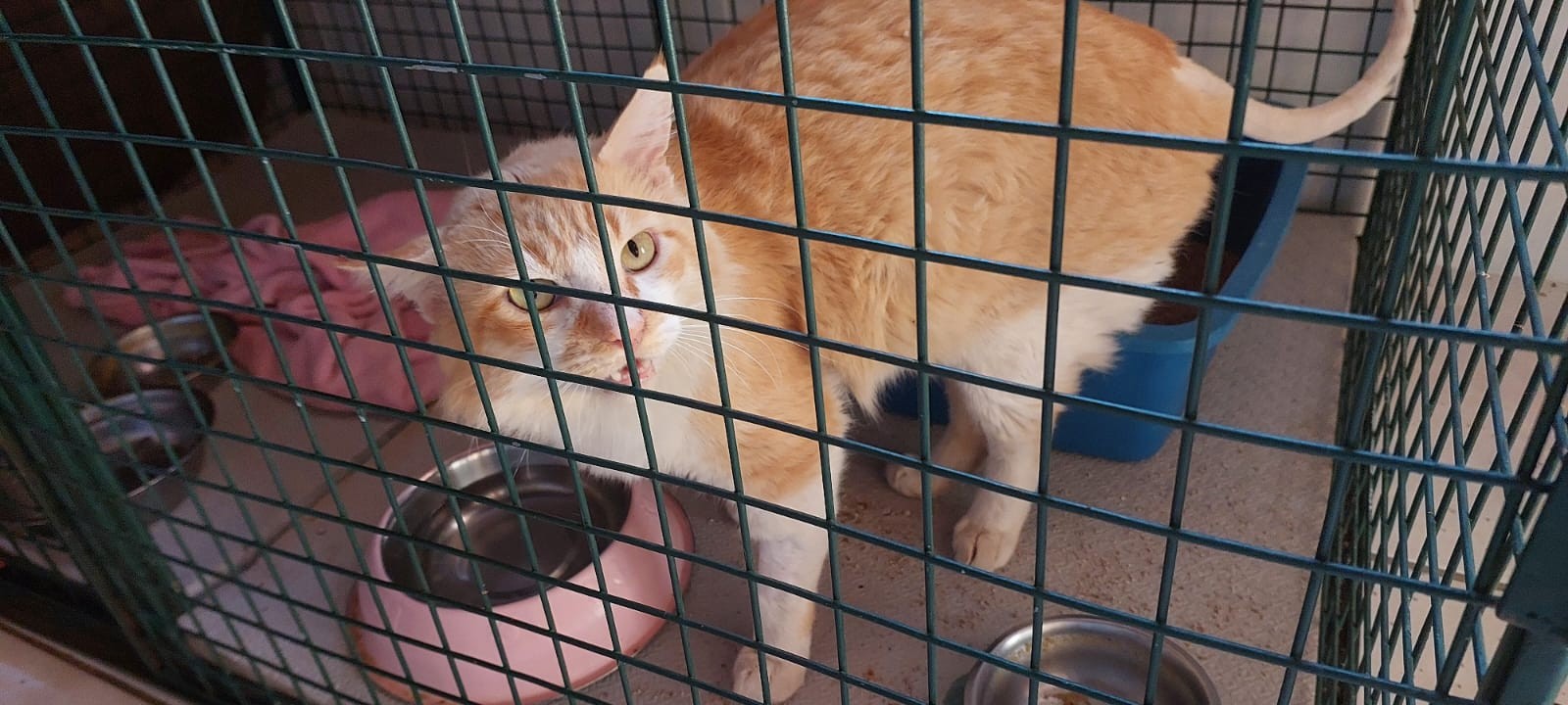 Protetora dedica trabalho para diminuir população de cães e gatos de rua: 'Castramos 28 mil animais'