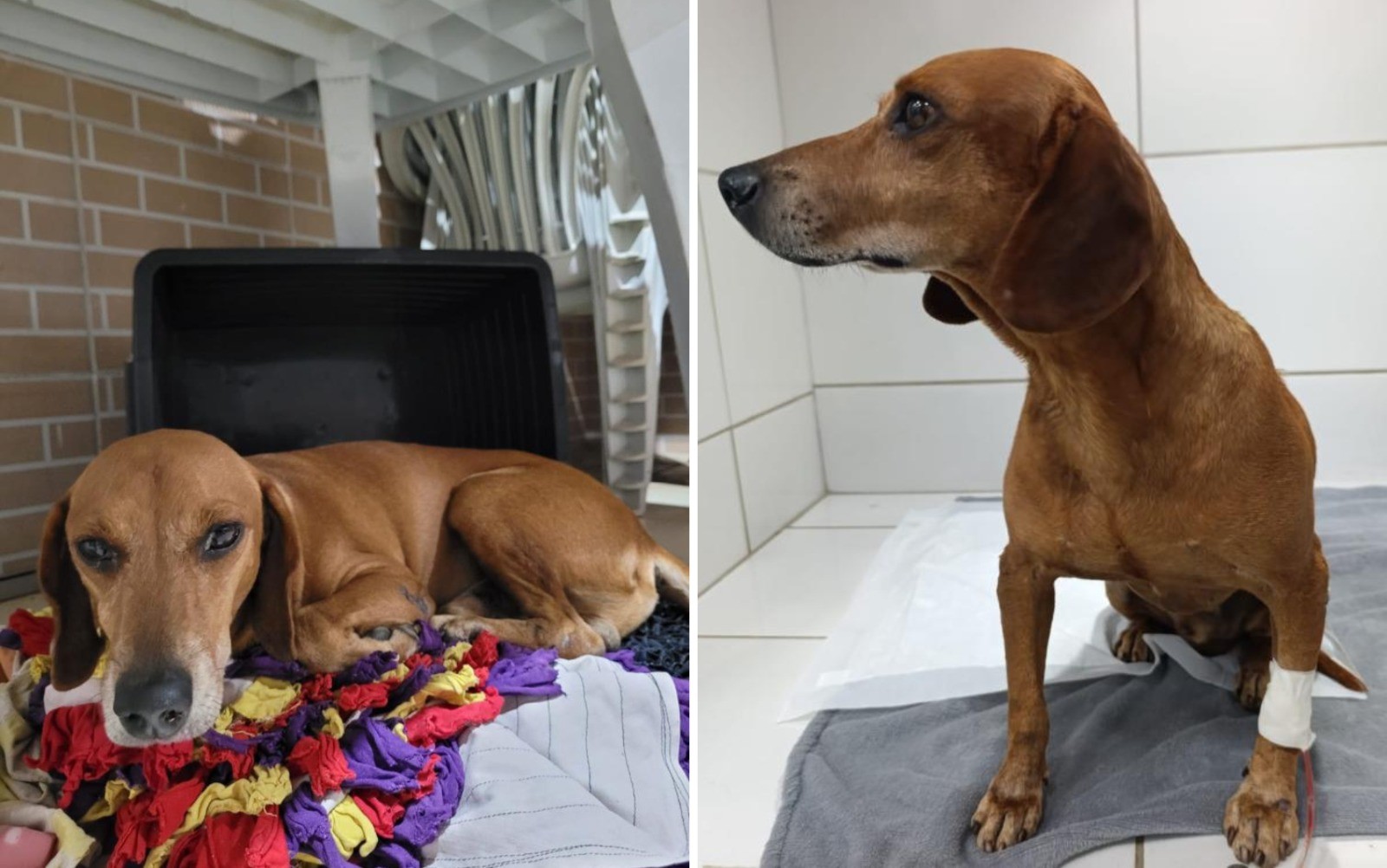 Moradora que atacou cachorro com líquido quente é indiciada por maus-tratos