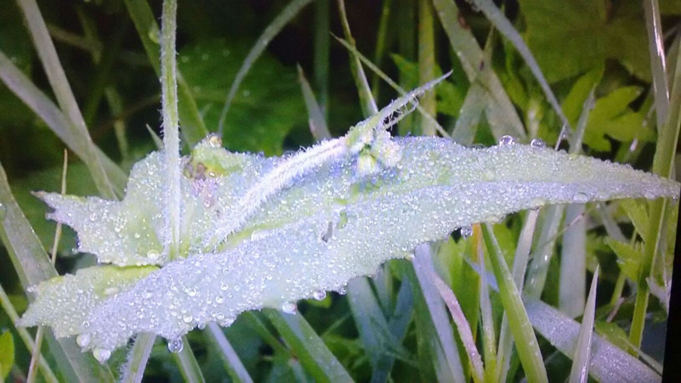 Inverno pode ter temperaturas abaixo de 0ºC e geada em MS