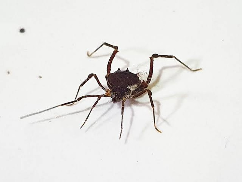 Aranha marrom é considerada uma das mais perigosas — Foto: Reprodução