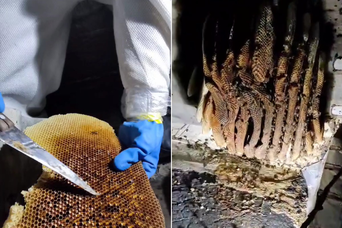 Funcionário de condomínio de luxo é atacado por abelhas e cai do telhado; VÍDEO